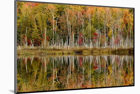 Birch Trees and Autumn Colors Reflected on Red Jack Lake, Upper Peninsula of Michigan-Adam Jones-Mounted Photographic Print