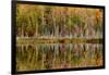 Birch Trees and Autumn Colors Reflected on Red Jack Lake, Upper Peninsula of Michigan-Adam Jones-Framed Photographic Print