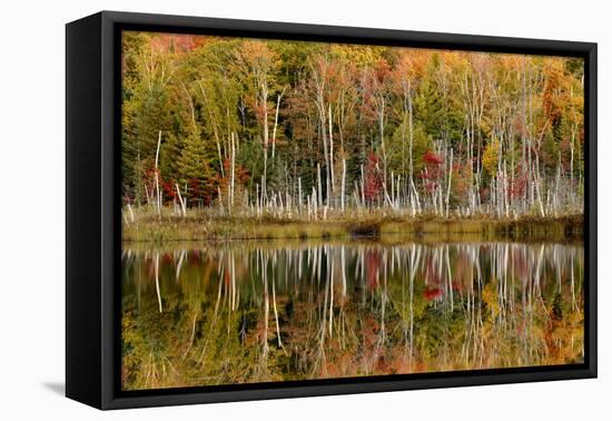 Birch Trees and Autumn Colors Reflected on Red Jack Lake, Upper Peninsula of Michigan-Adam Jones-Framed Stretched Canvas