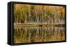 Birch Trees and Autumn Colors Reflected on Red Jack Lake, Upper Peninsula of Michigan-Adam Jones-Framed Stretched Canvas