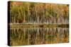 Birch Trees and Autumn Colors Reflected on Red Jack Lake, Upper Peninsula of Michigan-Adam Jones-Stretched Canvas