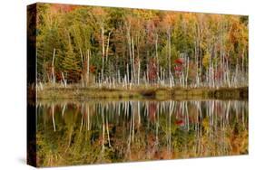 Birch Trees and Autumn Colors Reflected on Red Jack Lake, Upper Peninsula of Michigan-Adam Jones-Stretched Canvas