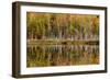 Birch Trees and Autumn Colors Reflected on Red Jack Lake, Upper Peninsula of Michigan-Adam Jones-Framed Photographic Print