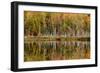 Birch Trees and Autumn Colors Reflected on Red Jack Lake, Upper Peninsula of Michigan-Adam Jones-Framed Photographic Print