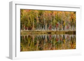 Birch Trees and Autumn Colors Reflected on Red Jack Lake, Upper Peninsula of Michigan-Adam Jones-Framed Photographic Print