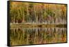 Birch Trees and Autumn Colors Reflected on Red Jack Lake, Upper Peninsula of Michigan-Adam Jones-Framed Stretched Canvas