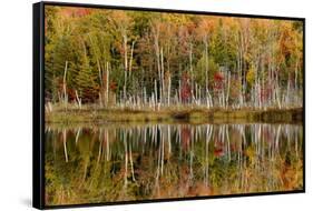 Birch Trees and Autumn Colors Reflected on Red Jack Lake, Upper Peninsula of Michigan-Adam Jones-Framed Stretched Canvas