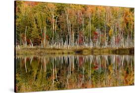 Birch Trees and Autumn Colors Reflected on Red Jack Lake, Upper Peninsula of Michigan-Adam Jones-Stretched Canvas