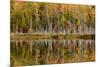 Birch Trees and Autumn Colors Reflected on Red Jack Lake, Upper Peninsula of Michigan-Adam Jones-Mounted Photographic Print