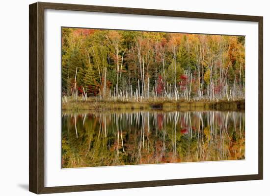 Birch Trees and Autumn Colors Reflected on Red Jack Lake, Upper Peninsula of Michigan-Adam Jones-Framed Photographic Print