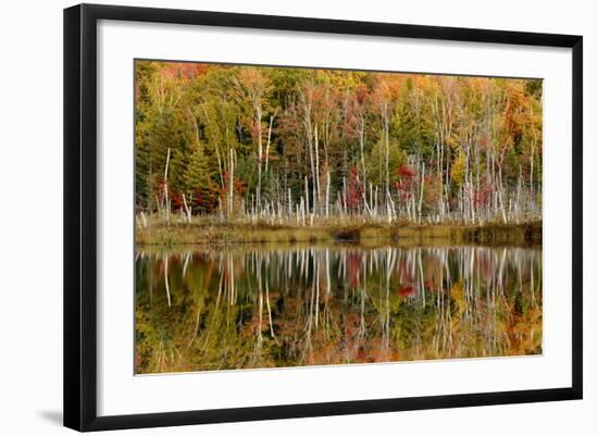 Birch Trees and Autumn Colors Reflected on Red Jack Lake, Upper Peninsula of Michigan-Adam Jones-Framed Photographic Print