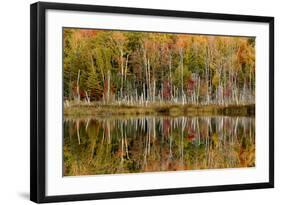 Birch Trees and Autumn Colors Reflected on Red Jack Lake, Upper Peninsula of Michigan-Adam Jones-Framed Photographic Print