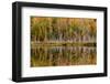 Birch Trees and Autumn Colors Reflected on Red Jack Lake, Upper Peninsula of Michigan-Adam Jones-Framed Premium Photographic Print