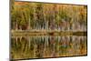 Birch Trees and Autumn Colors Reflected on Red Jack Lake, Upper Peninsula of Michigan-Adam Jones-Mounted Premium Photographic Print