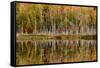 Birch Trees and Autumn Colors Reflected on Red Jack Lake, Upper Peninsula of Michigan-Adam Jones-Framed Stretched Canvas