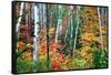 Birch Trees And Foliage, New Hampshire-George Oze-Framed Stretched Canvas