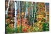 Birch Trees And Foliage, New Hampshire-George Oze-Stretched Canvas