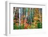 Birch Trees And Foliage, New Hampshire-George Oze-Framed Photographic Print