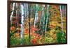 Birch Trees And Foliage, New Hampshire-George Oze-Framed Photographic Print