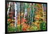 Birch Trees And Foliage, New Hampshire-George Oze-Framed Photographic Print
