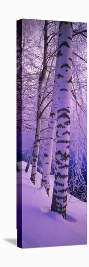 Birch Trees at the Frozen Riverside, Vuoksi River, Imatra, Finland-null-Stretched Canvas