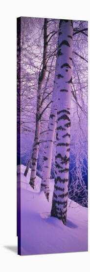 Birch Trees at the Frozen Riverside, Vuoksi River, Imatra, Finland-null-Stretched Canvas