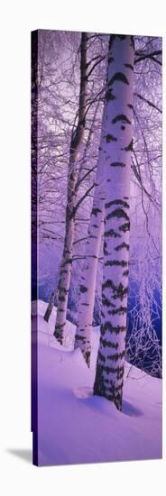 Birch Trees at the Frozen Riverside, Vuoksi River, Imatra, Finland-null-Stretched Canvas