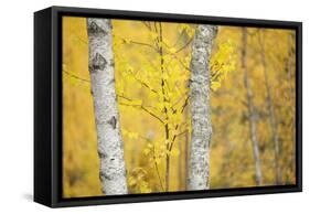 Birch Trees (Betula Verrucosa or Pubescens) Oulanka, Finland, September 2008-Widstrand-Framed Stretched Canvas