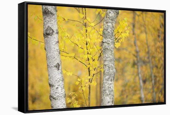 Birch Trees (Betula Verrucosa or Pubescens) Oulanka, Finland, September 2008-Widstrand-Framed Stretched Canvas