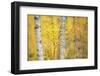 Birch Trees (Betula Verrucosa or Pubescens) Oulanka, Finland, September 2008-Widstrand-Framed Premium Photographic Print