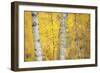 Birch Trees (Betula Verrucosa or Pubescens) Oulanka, Finland, September 2008-Widstrand-Framed Photographic Print