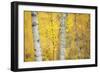 Birch Trees (Betula Verrucosa or Pubescens) Oulanka, Finland, September 2008-Widstrand-Framed Photographic Print