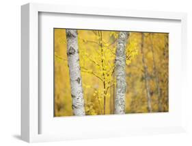 Birch Trees (Betula Verrucosa or Pubescens) Oulanka, Finland, September 2008-Widstrand-Framed Photographic Print