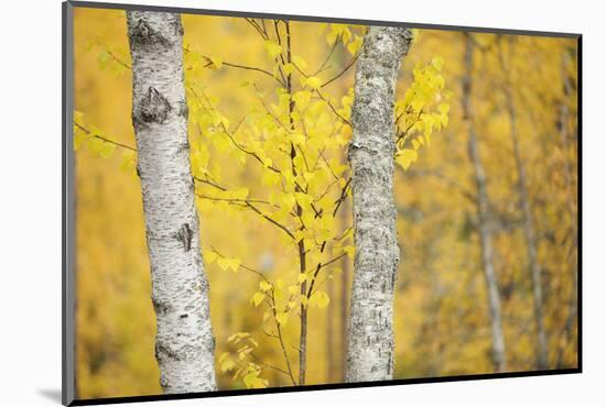 Birch Trees (Betula Verrucosa or Pubescens) Oulanka, Finland, September 2008-Widstrand-Mounted Photographic Print
