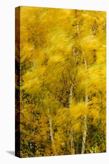 Birch Trees Blowing in High Winds, Long Exposure, Calke Abbey, the National Forest, England, UK-Ben Hall-Stretched Canvas