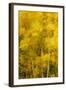 Birch Trees Blowing in High Winds, Long Exposure, Calke Abbey, the National Forest, England, UK-Ben Hall-Framed Photographic Print