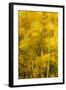 Birch Trees Blowing in High Winds, Long Exposure, Calke Abbey, the National Forest, England, UK-Ben Hall-Framed Photographic Print