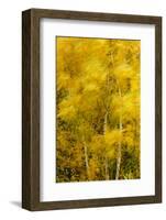 Birch Trees Blowing in High Winds, Long Exposure, Calke Abbey, the National Forest, England, UK-Ben Hall-Framed Photographic Print