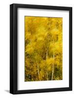 Birch Trees Blowing in High Winds, Long Exposure, Calke Abbey, the National Forest, England, UK-Ben Hall-Framed Photographic Print