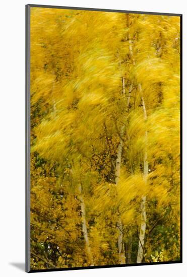 Birch Trees Blowing in High Winds, Long Exposure, Calke Abbey, the National Forest, England, UK-Ben Hall-Mounted Photographic Print