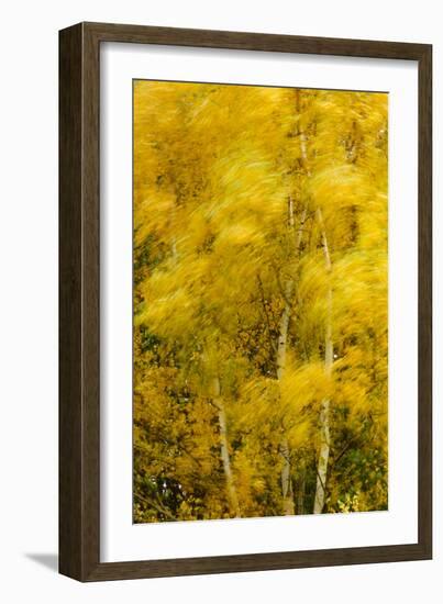 Birch Trees Blowing in High Winds, Long Exposure, Calke Abbey, the National Forest, England, UK-Ben Hall-Framed Photographic Print