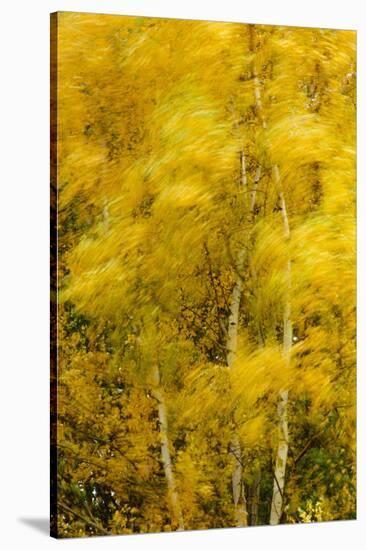 Birch Trees Blowing in High Winds, Long Exposure, Calke Abbey, the National Forest, England, UK-Ben Hall-Stretched Canvas