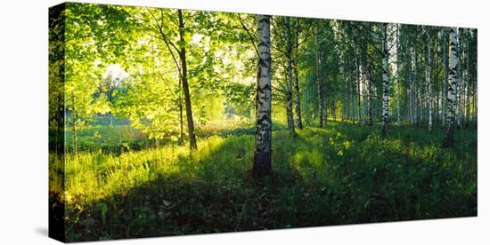 Birch trees by the Saimaa Canal, Lappeenranta, Finland-null-Stretched Canvas