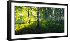 Birch trees by the Saimaa Canal, Lappeenranta, Finland-null-Framed Photographic Print