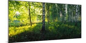 Birch trees by the Saimaa Canal, Lappeenranta, Finland-null-Mounted Photographic Print