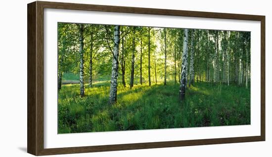 Birch trees by the Saimaa Canal, Lappeenranta, Finland-null-Framed Photographic Print