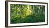 Birch trees by the Saimaa Canal, Lappeenranta, Finland-null-Framed Photographic Print