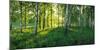 Birch trees by the Saimaa Canal, Lappeenranta, Finland-null-Mounted Photographic Print