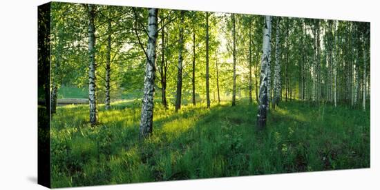 Birch trees by the Saimaa Canal, Lappeenranta, Finland-null-Stretched Canvas