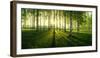 Birch trees by the Vuoksi River, Imatra, Finland-null-Framed Photographic Print